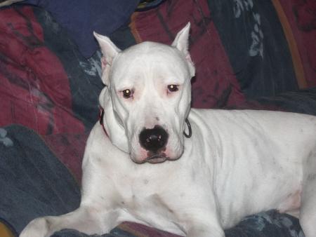 LA PLUS BELLE CHIENNE DOGUE ARGENTIN DU MONDE LOL